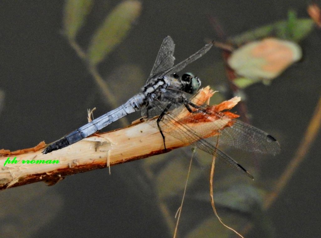 Orthetrum brunneum, f. ?  No, Orthetrum cancellatum